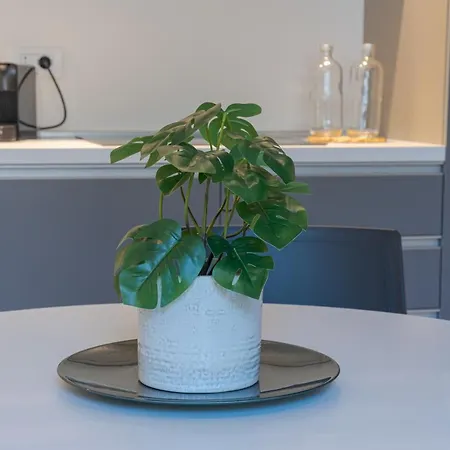 Tigli - By Myhomeincomo